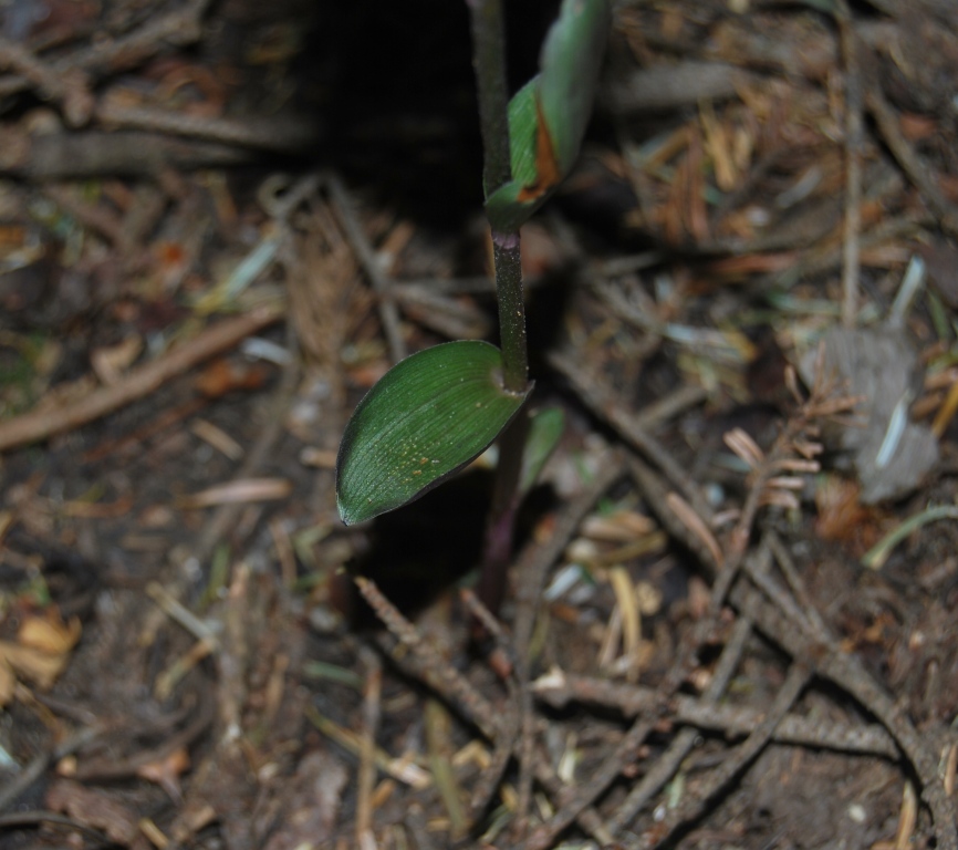 Epipactis purpurata